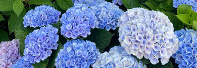 Close-up of blue and white hydrangea flowers with green leaves.