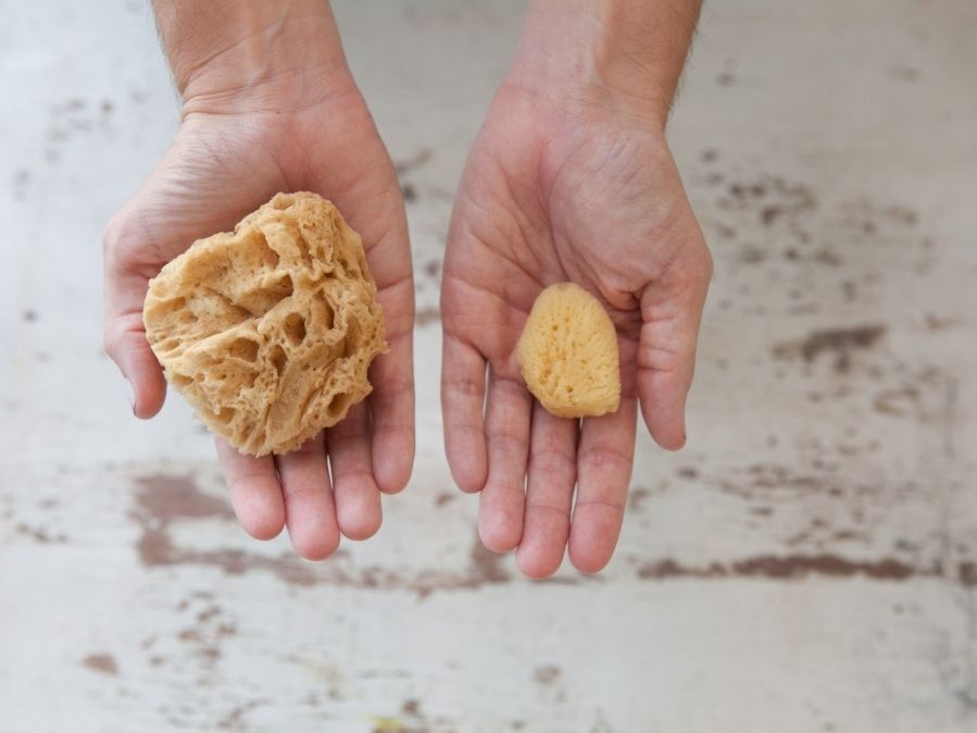 Old Whaling Company Natural Sea Wool Sponge and face sponge harvested in Tarpon Springs, FL